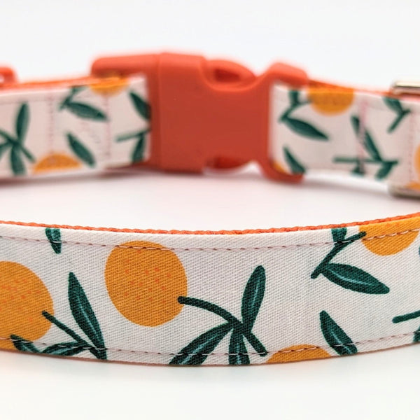 Clementine fabric dog collar with off-white background and orange nylon and buckle. Collar fabric has orange clementine fruit and green leaves.