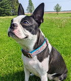 Pretzel Day Dog Collar