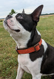 Pumpkin Patch Dog Collar