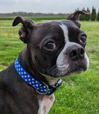 Patriotic Stars Dog Collar