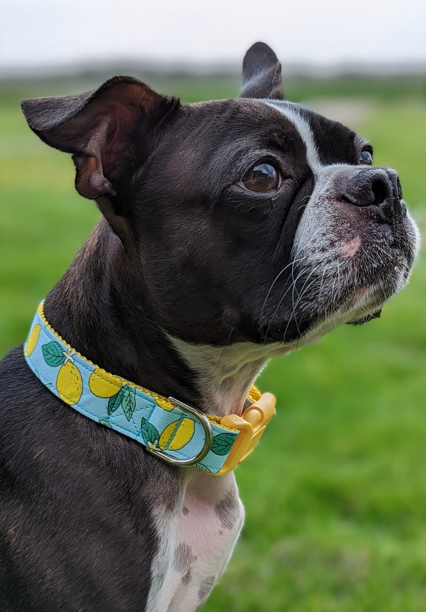 Lemon Tree Dog Collar Rogue Collars