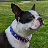 Patriotic Stars Dog Collar