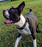 Hawaiian Shirt Dog Collar