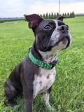 Cool Pickles Dog Collar