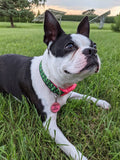 Cool Pickles Dog Collar