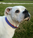 Patriotic Stars Dog Collar