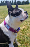 Purple Velvet Dog Collar - Made to Order