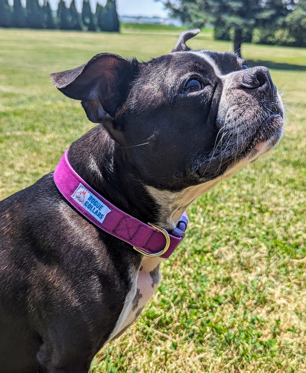 Purple Velvet Dog Collar - Made to Order – Rogue Collars