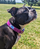 Purple Velvet Dog Collar - Made to Order