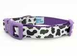 Handmade Holy Cow! dog collar featuring a black and white cow spot print on a satin ribbon, shown on a purple nylon base with a purple plastic buckle.
