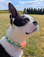 Cacti and Succulents Dog Collar