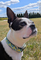 Star Fruit Dog Collar