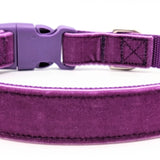 Purple velvet dog collar with purple nylon background, a purple buckle, and silver metal D ring for leash and tag attachment.