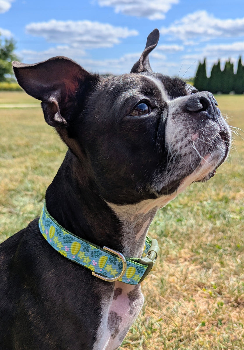 Star Fruit Dog Collar – Rogue Collars