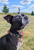 Sombrero Dog Collar
