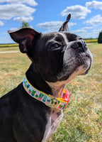 Cacti and Succulents Dog Collar