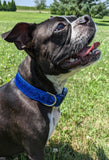 Royal Blue Sparkle Dog Collar