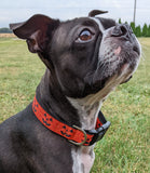 Jack O' Lantern Dog Collar