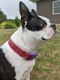 Bubblegum Pink Sparkle Dog Collar