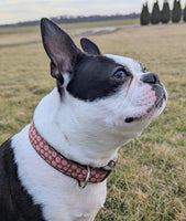 Candy Cookie Dog Collar