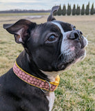 Candy Cookie Dog Collar