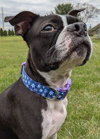 Winter Snowflakes Dog Collar