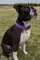 Tie Dye Dog Collar