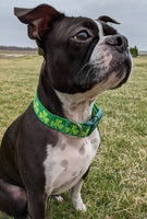 Shamrock Dog Collar