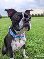 Geometric Mermaid Dog Collar